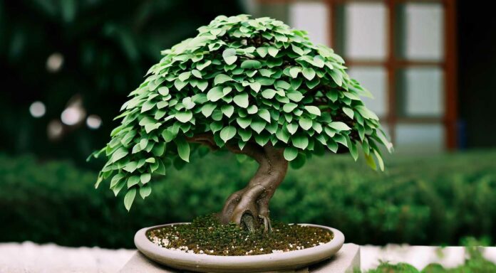 coltivazione-bonsai